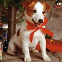 Foto del perfil de Brisa