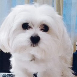 Foto del perfil de Cesca