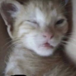 Foto del perfil de Eragon