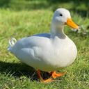 Foto del perfil de Sofi